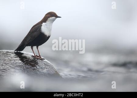 Bilanciere (Cincluss cincluss), Kuusamo, Finlandia. Foto Stock