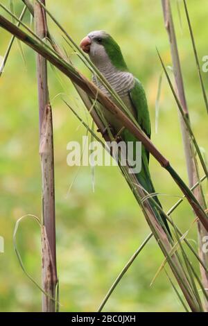 Animali allo Zoo di Barcellona. Foto Stock