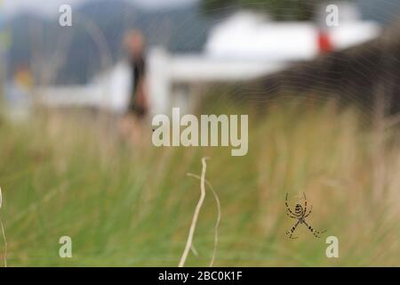 A Wasp Spider (Argiope bruennichi) nel suo sito web sull'isola di Santa Maria, Azzorre, Portogallo. Foto Stock