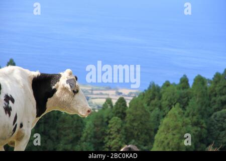 Mucche bianche e nere che si affacciano sull'oceano sull'isola di São Miguel, Azzorre, Portogallo. Foto Stock