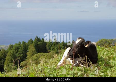 Mucche bianche e nere che si affacciano sull'oceano sull'isola di São Miguel, Azzorre, Portogallo. Foto Stock