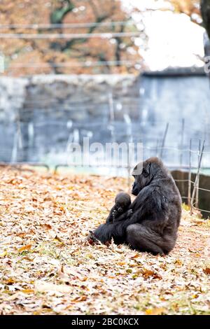 Una donna occidentale Lowland Gorilla siede con il suo bambino nel suo habitat allo Zoo di Atlanta Foto Stock