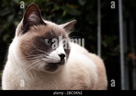 bellissimo ritratto sigillo punto gatto esterno. vicino-p di un gatto. occhi blu gatto. Foto Stock