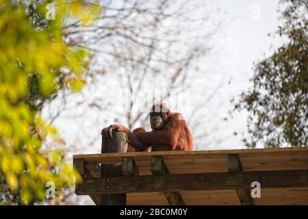 Borean Orangutan seduto su una piattaforma in un albero allo Zoo di Atlanta Foto Stock