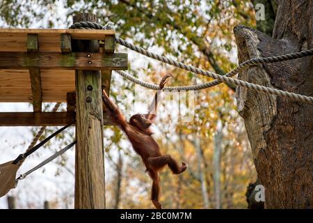 Borean Orangutan che oscilla da una corda nel suo habitat allo Zoo di Atlanta Foto Stock