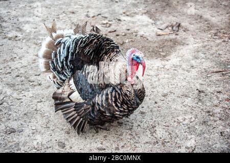 Un grande uccello turco cammina in una fattoria da solo. Allevamento di uccelli nelle condizioni dell'azienda. Spazio di copia. Foto Stock