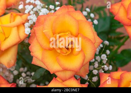 Arancio bouquet di rose, Chiudi vista Foto Stock