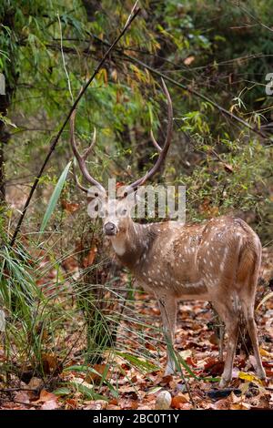 India, Madhya Pradesh, Parco Nazionale di Bandhavgarh. Cervo Chital maschio aka cervo spottato (SELVAGGIO: Asse asse) nell'habitat della foresta. Foto Stock