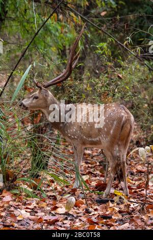 India, Madhya Pradesh, Parco Nazionale di Bandhavgarh. Cervo Chital maschio aka cervo spottato (SELVAGGIO: Asse asse) nell'habitat della foresta. Foto Stock