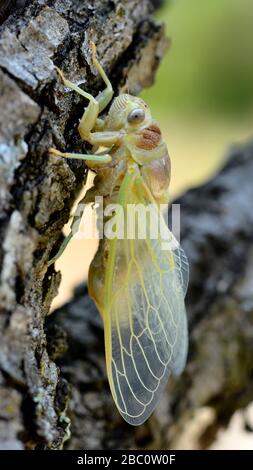 Macro di giovani cicala (Lyristes plebeja) proveniente dal suo exuviae, sul ramo visto dal profilo Foto Stock