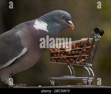 Woodpicceon si nutre di arachidi da mini supermercato carrello shopping in un giardino suburbano. Credito: Malcolm Park/Alamy Foto Stock