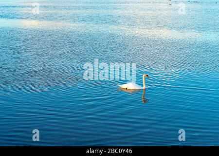 fotografia orizzontale di un nuoto cigno da solo e calma nel mezzo della calma acqua blu la fotografia trasmette la pace e la tranquillità Foto Stock