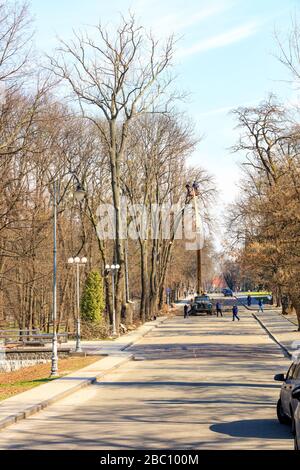 Un team di servizi pubblici che utilizza un paranco per auto, un sollevatore idraulico e una motosega pulisce gli alberi su strada e rende possibile la potatura primaverile di alberi e rami secchi in un parco cittadino. Foto Stock