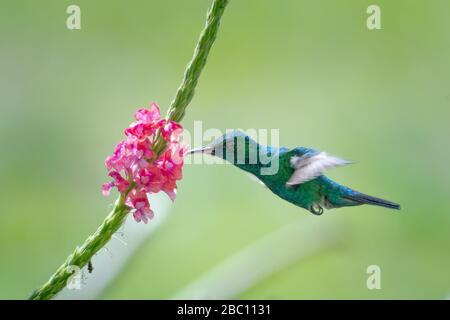 Uno zaffiro con zaffiro blu che si nutrono di una pianta di Vervain in una luminosa giornata di sole in un giardino tropicale. Foto Stock