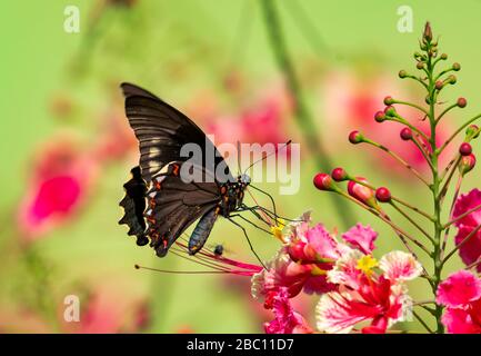 Una farfalla Swallowtail dorata che si alimenta sul Pride of Barbados in una giornata di sole con illuminazione naturale. Foto Stock