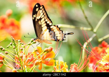 Una farfalla Swallowtail gigante che si nutrono sul Pride of Barbados albero in una giornata luminosa e soleggiata. Foto Stock