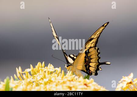 Una coda di Swallowtail gigante che si alimenta sulla siepe Ixora in un giardino con luce naturale del sole. Foto Stock