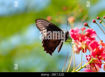 Una farfalla Swallowtail dorata che si alimenta sul Pride of Barbados in una giornata di sole con illuminazione naturale. Foto Stock