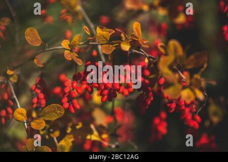 Germania, ramo di bacche comuni (Berberis vulgaris) in autunno Foto Stock