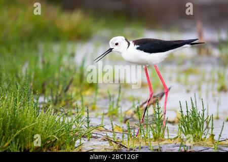 Un paletto dalle ali nere (Himantopus himantopus) nelle saline di Aveiro (Portogallo). Foto Stock