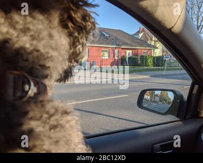Retro di un giovane e soffice cane barboncino all'interno di un'auto che guarda fuori alla finestra, in attesa disperatamente per il proprietario di tornare Foto Stock