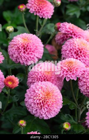 Asteraceae Chrysanthemum Fairie Foto Stock