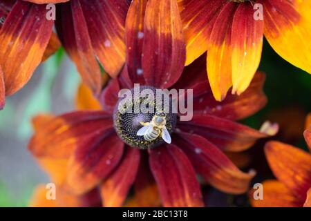 Rudbeckia Foto Stock