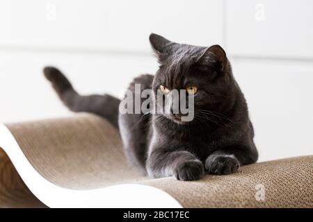 Germania, Ritratto di nero britannico Shorthair gatto rilassante al chiuso Foto Stock