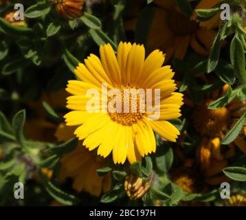 Fiore giallo che fiorisce a Cipro Foto Stock