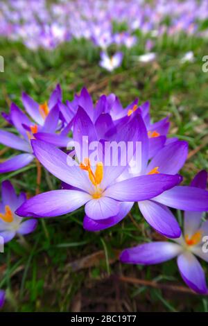 Germania, primo piano dei croci in fiore viola Foto Stock
