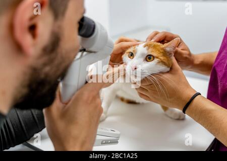 Veterinario che esamina l'occhio del gatto in clinica Foto Stock