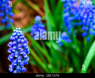 Gruppo primaverile di fiori di Muscari con fiori a campana viola e steli verdi Foto Stock