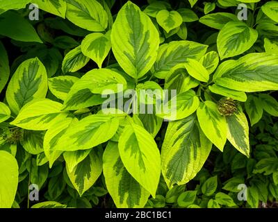 Primo piano delle belle foglie verdi variegate di Cornus alba Spaethii o dogwood rosso barked Foto Stock