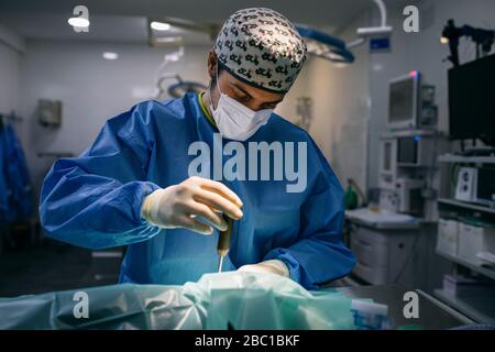 Veterinario in un intervento chirurgico Foto Stock