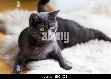 Germania, Ritratto di nero britannico Shorthair gatto rilassante su tappeto di pelle animale Foto Stock