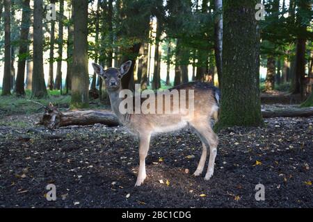 Germania, Baviera, Ritratto di caprioli europei (Capreolus capreolus) in piedi in foresta Foto Stock