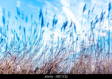 Paesi Bassi, Goeree-Overflakkee, Reed contro il cielo Foto Stock