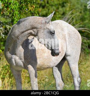 Il cavallo Akhal Teke grigio chiaro si trova nel collo flessionale del campo estivo. Quadrato, verticale. Foto Stock