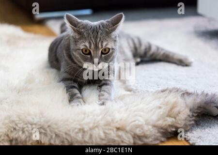 Germania, Ritratto di gatto grigio Shorthair britannico rilassante su tappeto di pelle animale Foto Stock