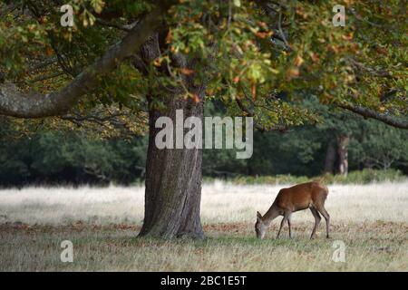 Cervi rossi a Richmond Park, Londra, Regno Unito Foto Stock