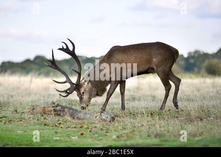 Cervo rosso nel Richmond Park. Foto Stock