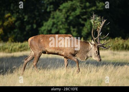 Cervo rosso nel Richmond Park. Foto Stock