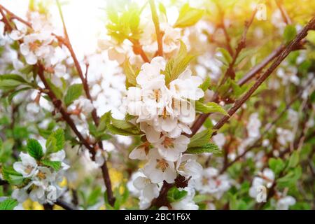 L'albero di mele sta fiorendo con petali bianchi di fragilità. Primavera sfondo della natura, primo piano. Giardino verde in primavera. Foto Stock