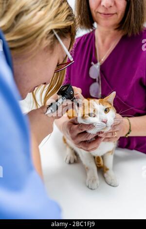 Veterinario ed assistente che esamina l'orecchio del gatto in clinica Foto Stock