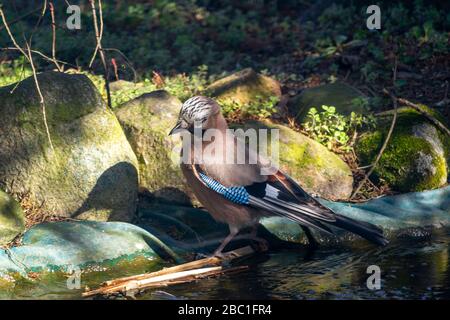 La jay eurasiatica, la jay, l'acorn jay - una specie di uccello medio della famiglia crow. Foto Stock