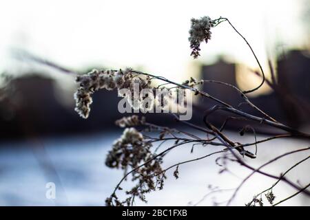 Riprese macro al Saranac River Trail Foto Stock