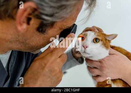 Veterinario che esamina l'occhio del gatto in clinica Foto Stock