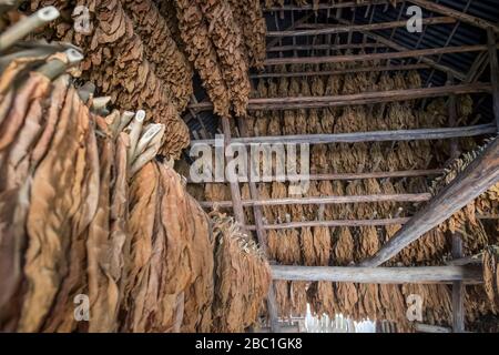 File di foglie di tabacco secco, Valle de Vinales, Cuba Foto Stock