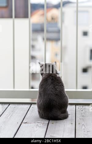 Germania, vista posteriore del gatto nero britannico Shorthair seduto sul balcone Foto Stock