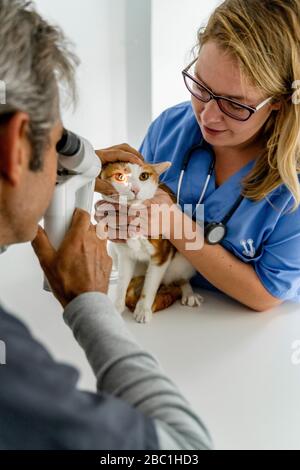 Veterinario ed assistente che esamina l'occhio del gatto in clinica Foto Stock